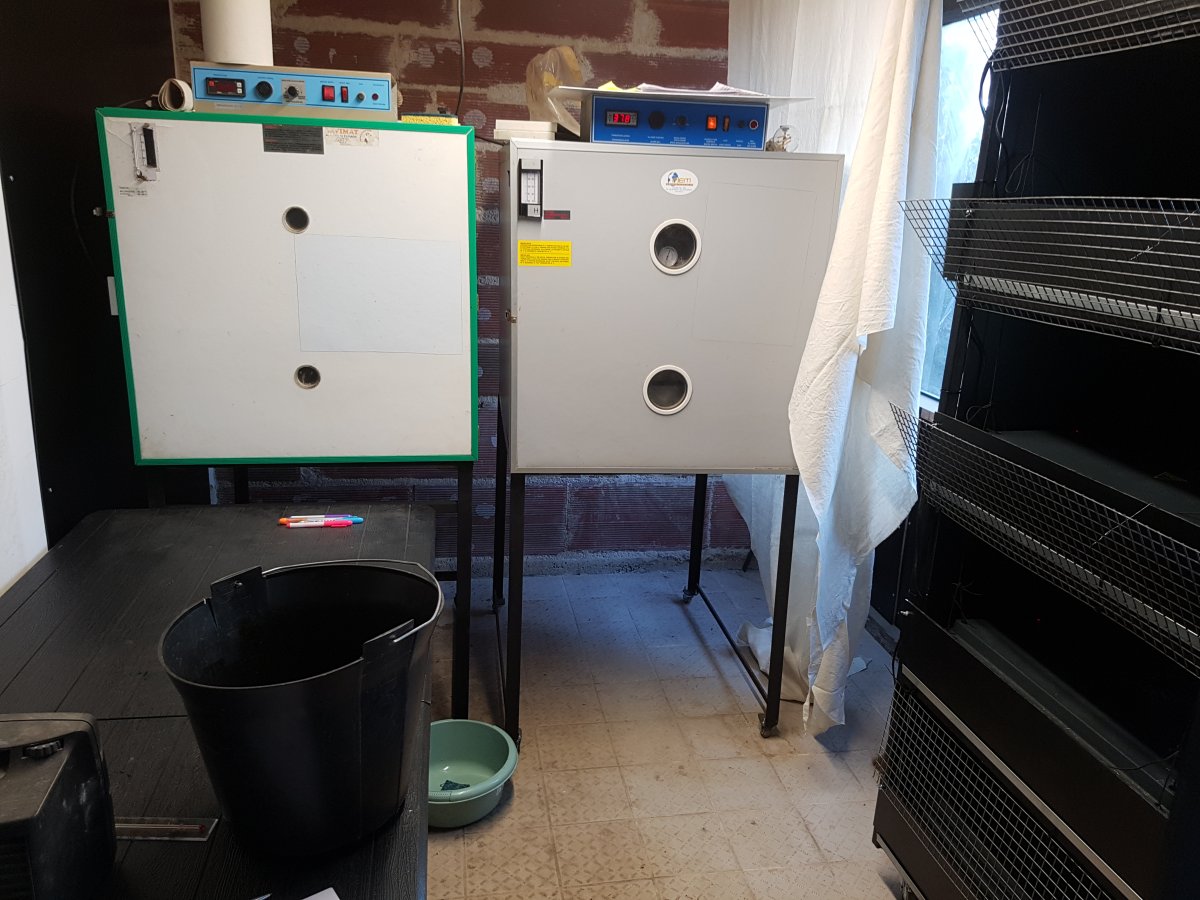 La poussinière :éclosoir, couveuse et cabane de démarrage des poussins