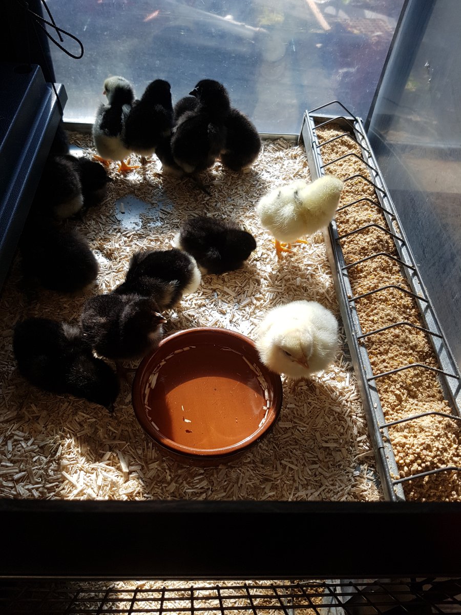 Les petits pensionnaires découvrent timidement leur maison