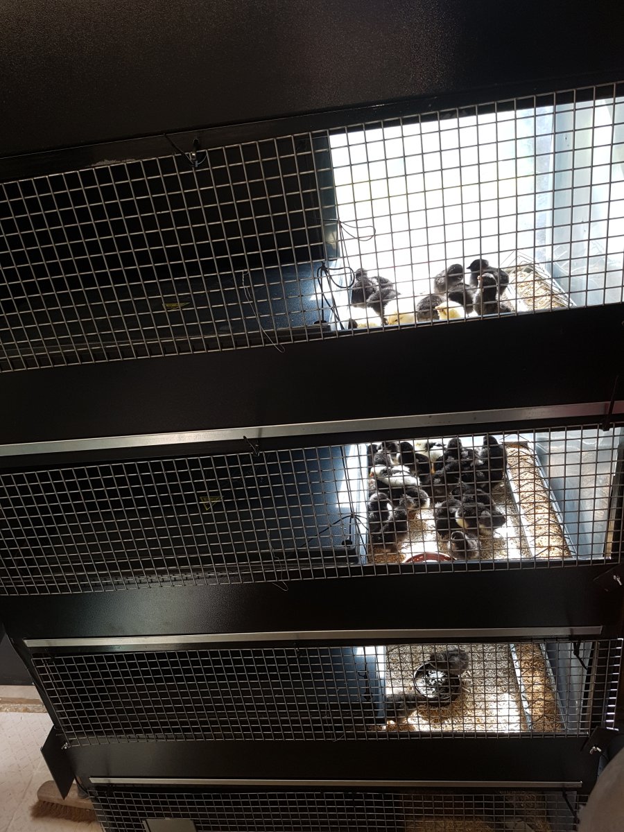 Les poussins dans leur cabanes tout confort : chauffage, boisson et aliment!