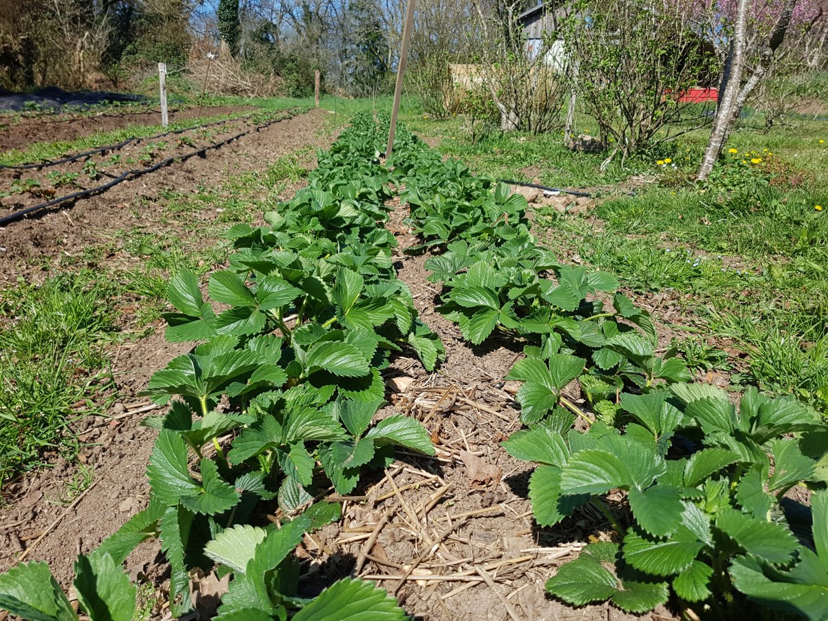 Installation de l'irrigation sur les fraisiers