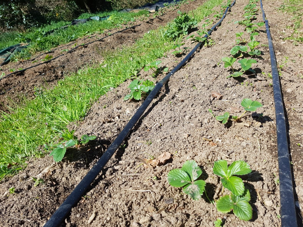 Mise en place des rampes de goutte à goutte
