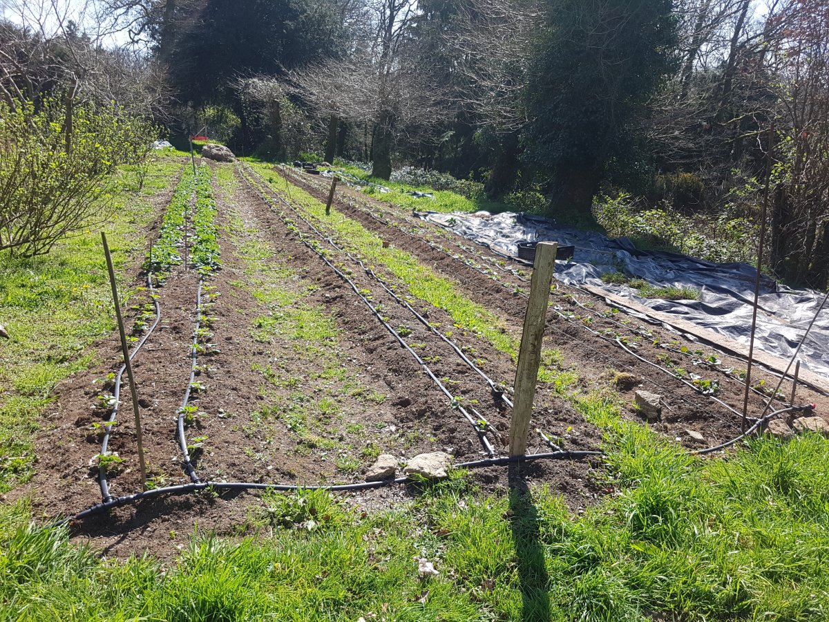 Un 3ème andain a été installé depuis peu... Tout fait à la pelle et brouette!