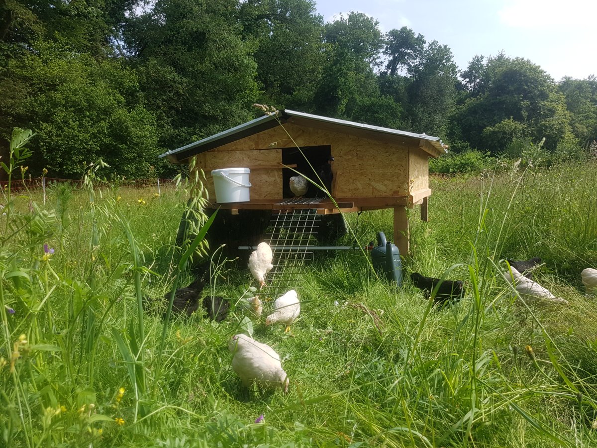 Les poulettes changent de maison!
