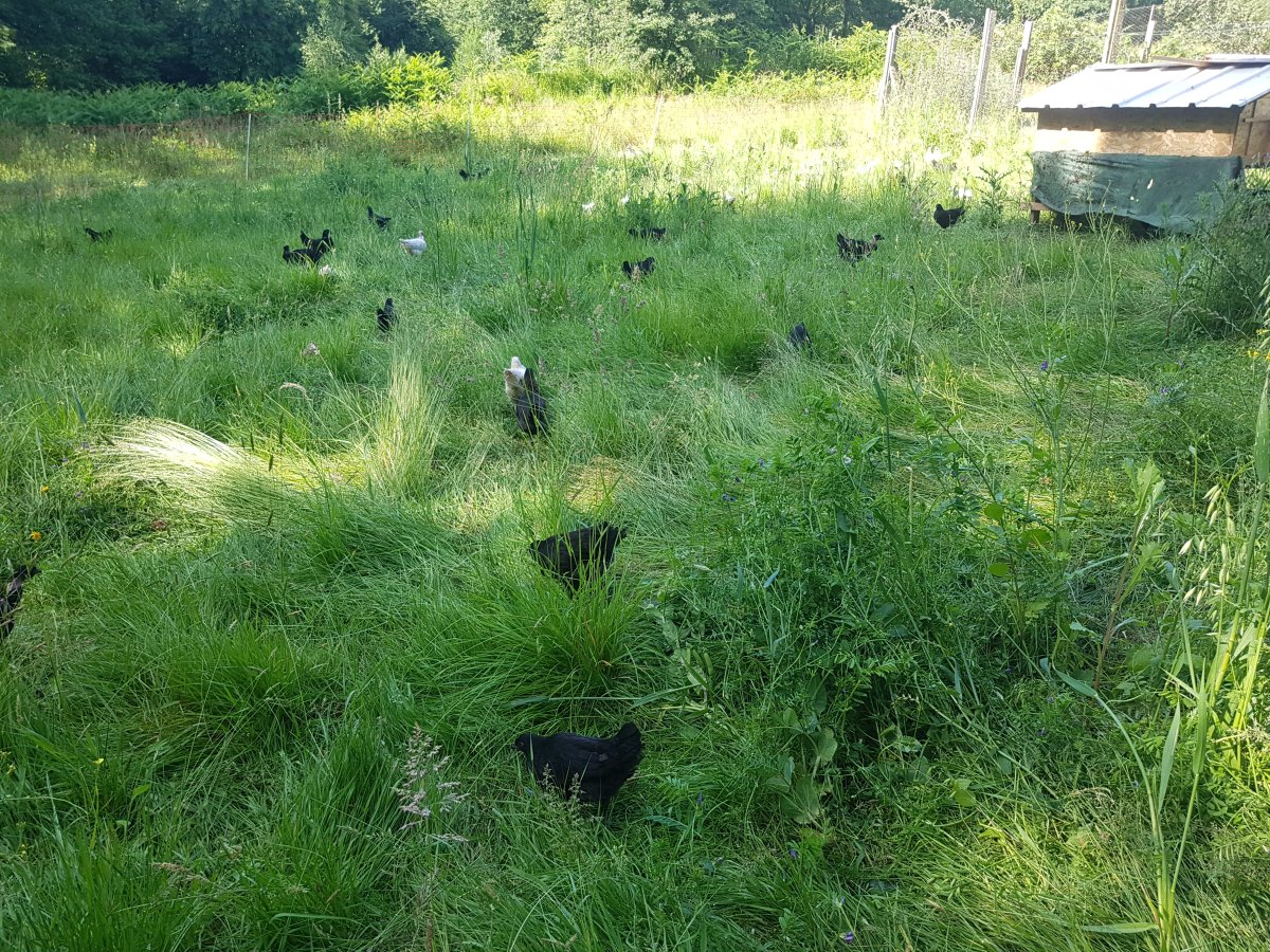 Mais où sont les poulettes ? Elles disparaissent presque dans l'herbe! 