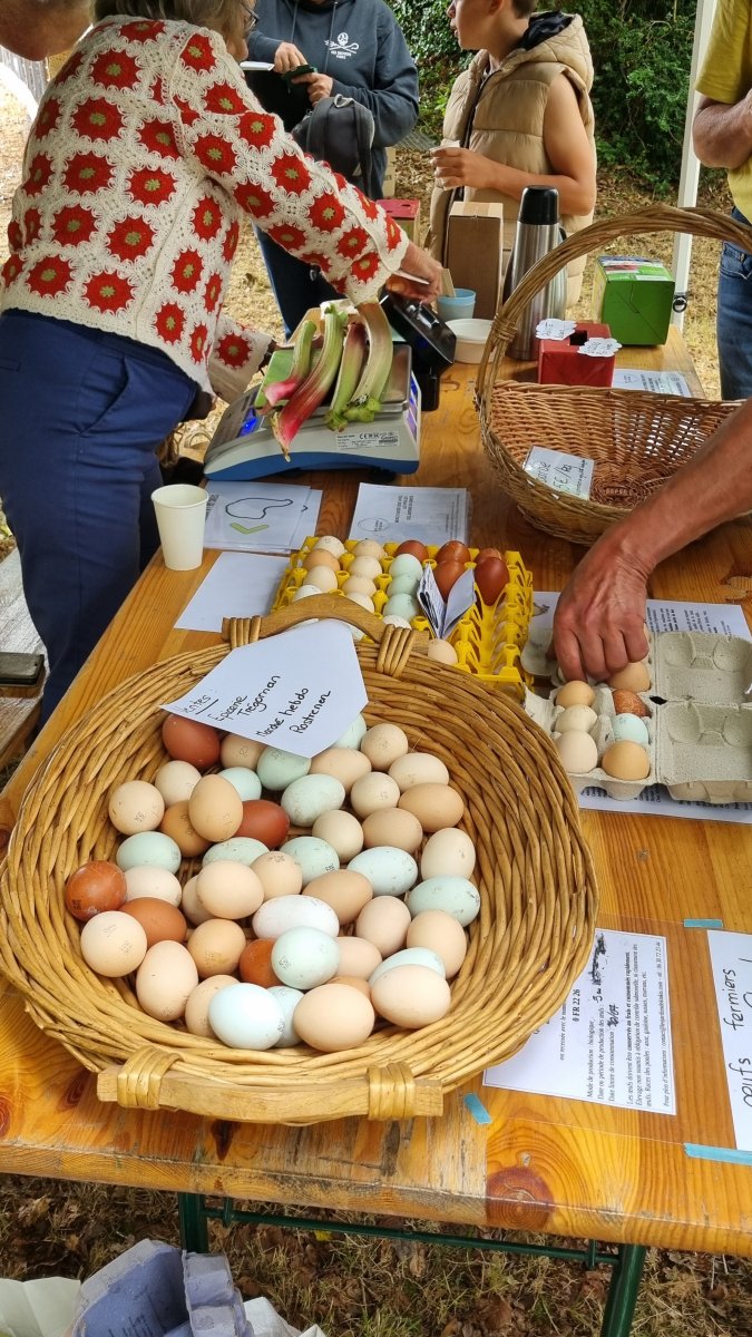 De bons produits de la ferme : oeufs colorés et  rhubarbe