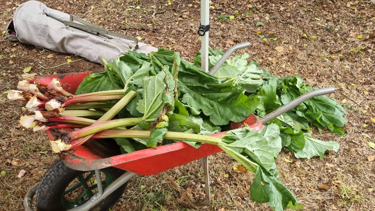 Elle est fraîche, la rhubarbe!