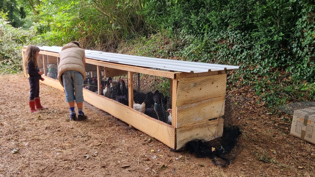présentation des poulettes et jeunes coqs
