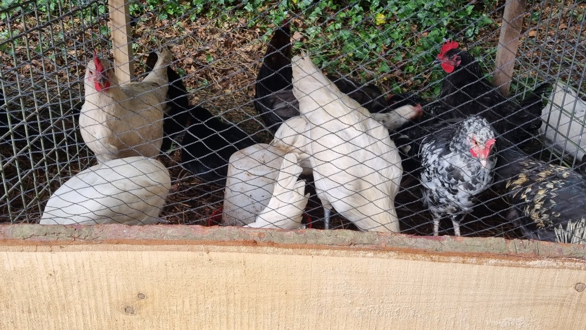 Coqs en attente d'adoption