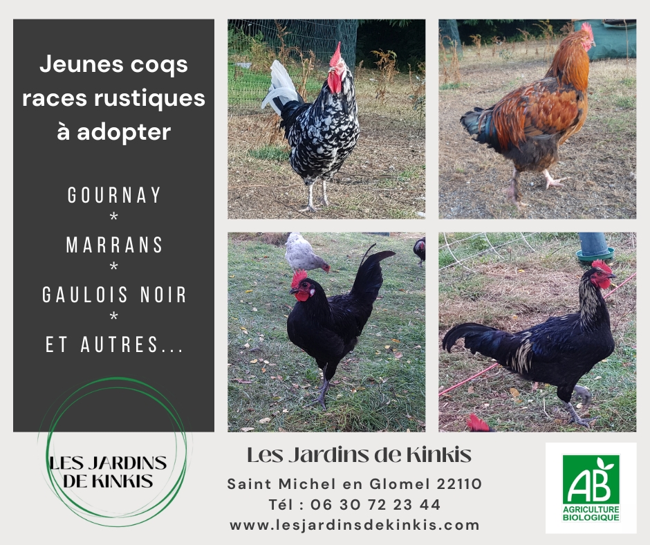 Jeunes coqs reproducteurs 2026 disponibles