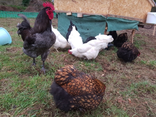 Poules pondeuses géantes de Jersey croisé Orpington – certifiées bio - PRÊTES POUR LE PLEIN AIR