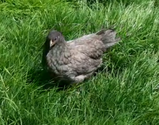Poules pondeuses géantes de Jersey croisé Orpington – certifiées bio - 3 mois