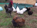 Poules pondeuses géantes de Jersey croisé Orpington – certifiées bio - PRÊTES POUR LE PLEIN AIR
