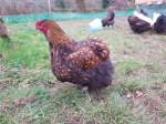 Poules pondeuses géantes de Jersey croisé Orpington – certifiées bio - PRÊTES POUR LE PLEIN AIR